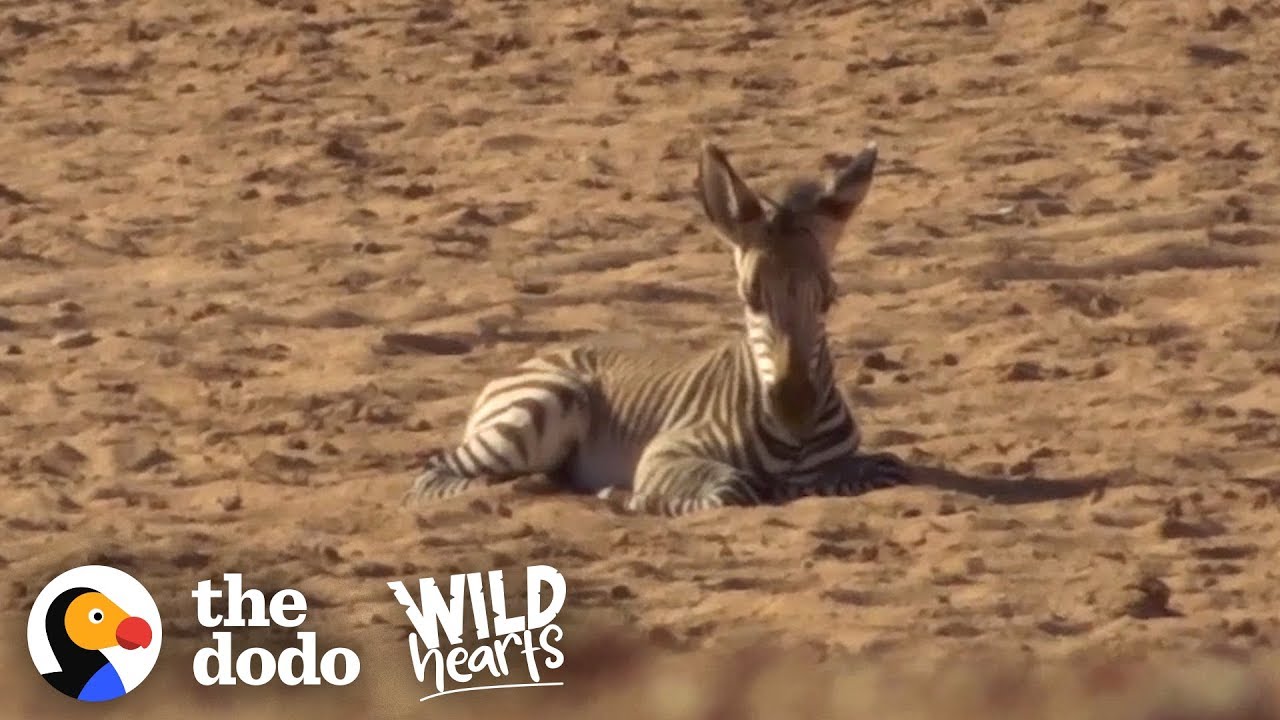 Herd Of Zebras Adopts Orphaned Baby